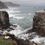 Muriwai Gannet Colony
