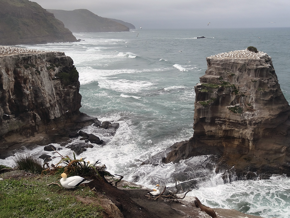 Muriwai Gannet Colony