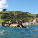 Goat Island Snorkelling
