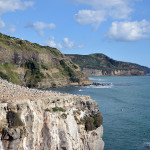 Muriwai Gannet Colony