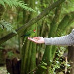 Handfeeding Kakariki at Otorohanga Kiwi House