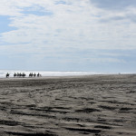 Muriwai Beach Horse Riding