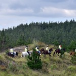 Woodhill Forest Horse Riding