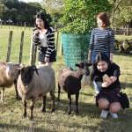 Ambury Regional Park Sheep