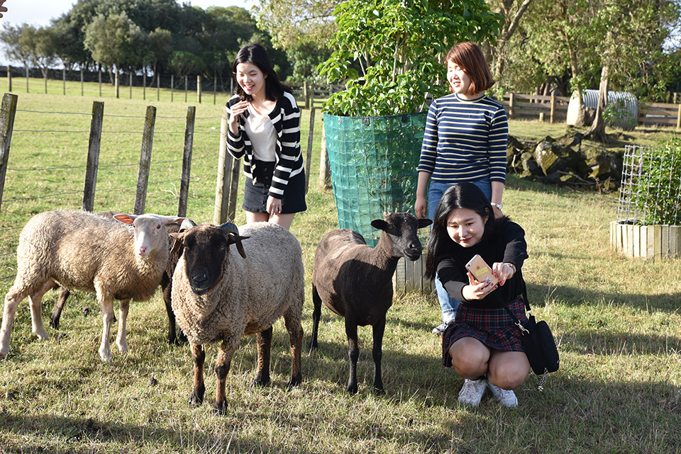 Ambury Regional Park Sheep