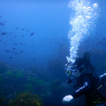 Poor Knights Islands Scuba Diving