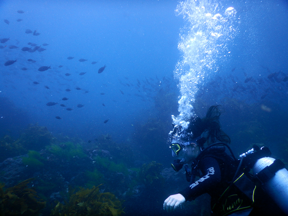 Poor Knights Islands Scuba Diving