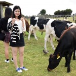 Ambury Regional Park Cows
