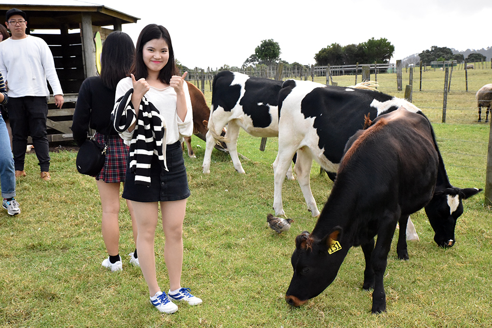 Ambury Regional Park Cows