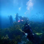 Poor Knights Islands Scuba Diving