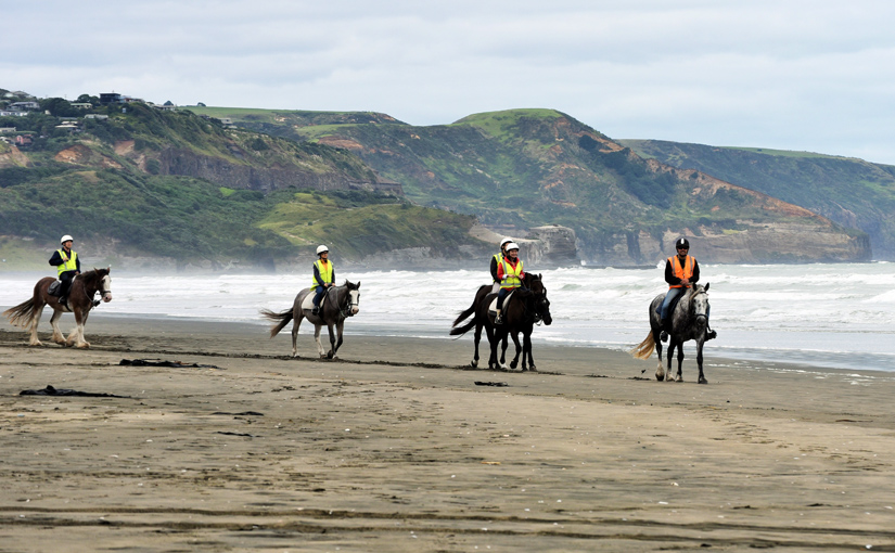 Horse Riding at Muriwai Beach and Woodhill Forest