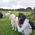 Ambury Farm