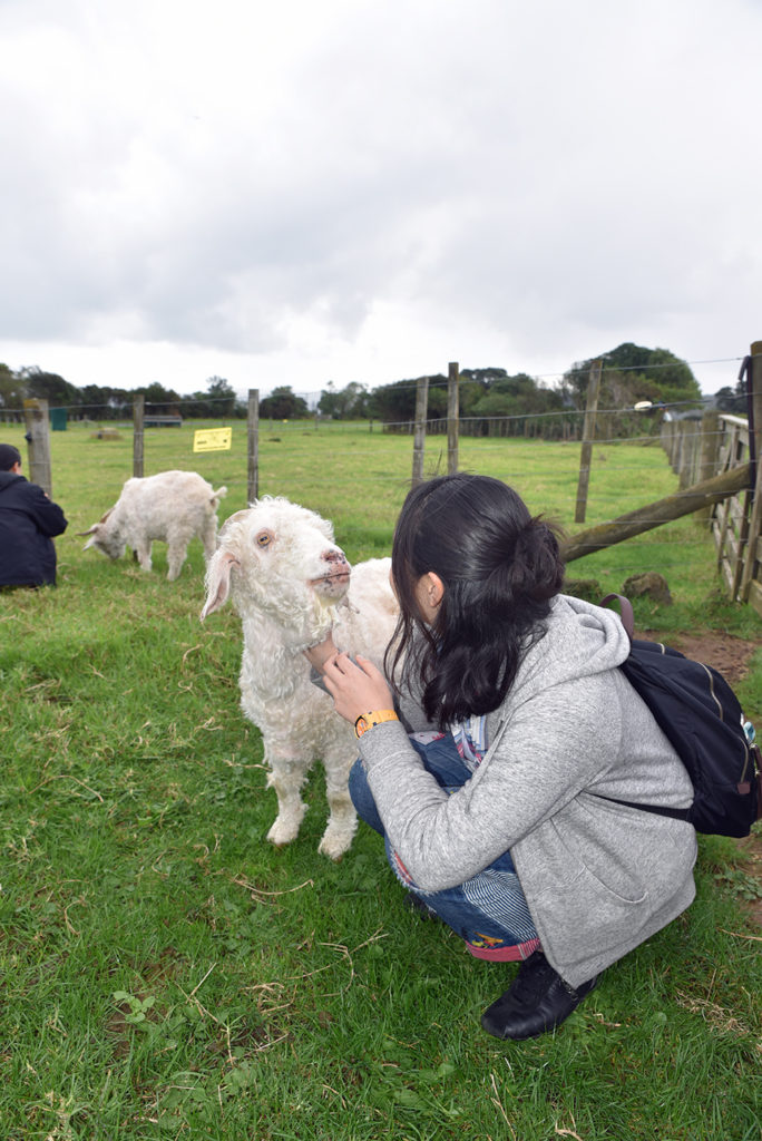 Ambury Farm