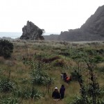 Piha and Karekare