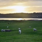 Ambury Farm