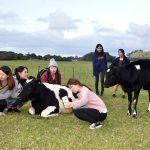 Ambury Farm