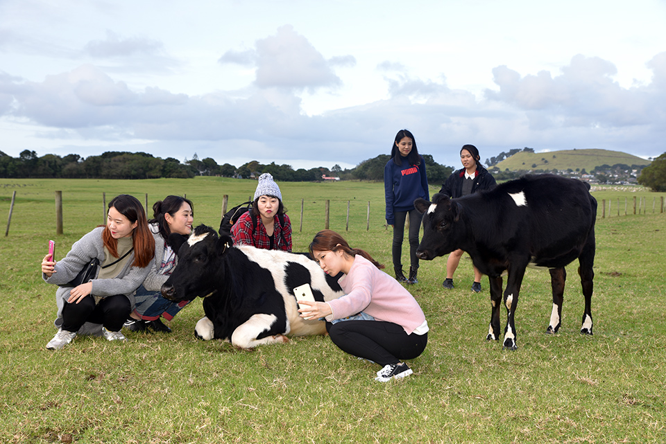 Ambury Farm