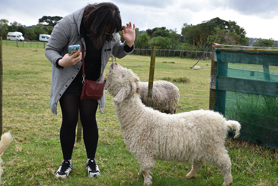 Ambury Farm