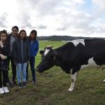 Ambury Farm