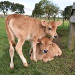 Ambury Farm