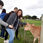 Ambury Farm