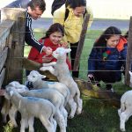Ambury Farm