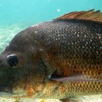 Snapper, Goat Island