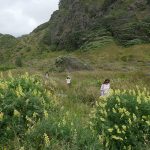 On the track to Karekare Beach, Karekare