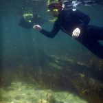 Snorkelling, Goat Island
