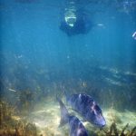 Snorkelling, Goat Island