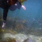Snorkelling, Goat Island