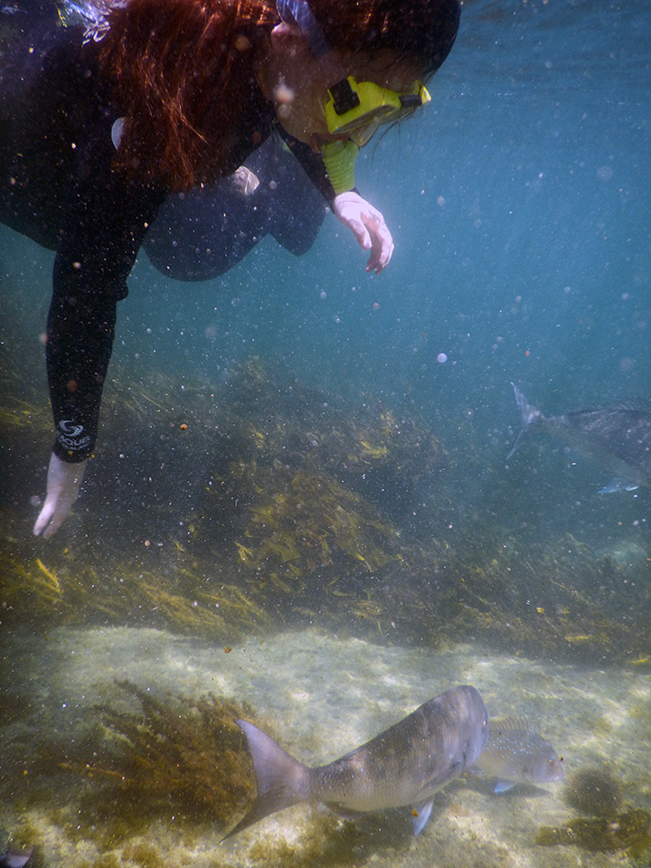 Snorkelling, Goat Island