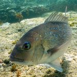Snapper, Goat Island