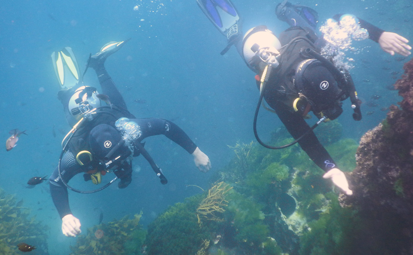 Poor Knights Islands