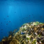 Underwater scenery, Poor Knights Islands