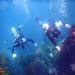 Divers, Poor Knights Islands
