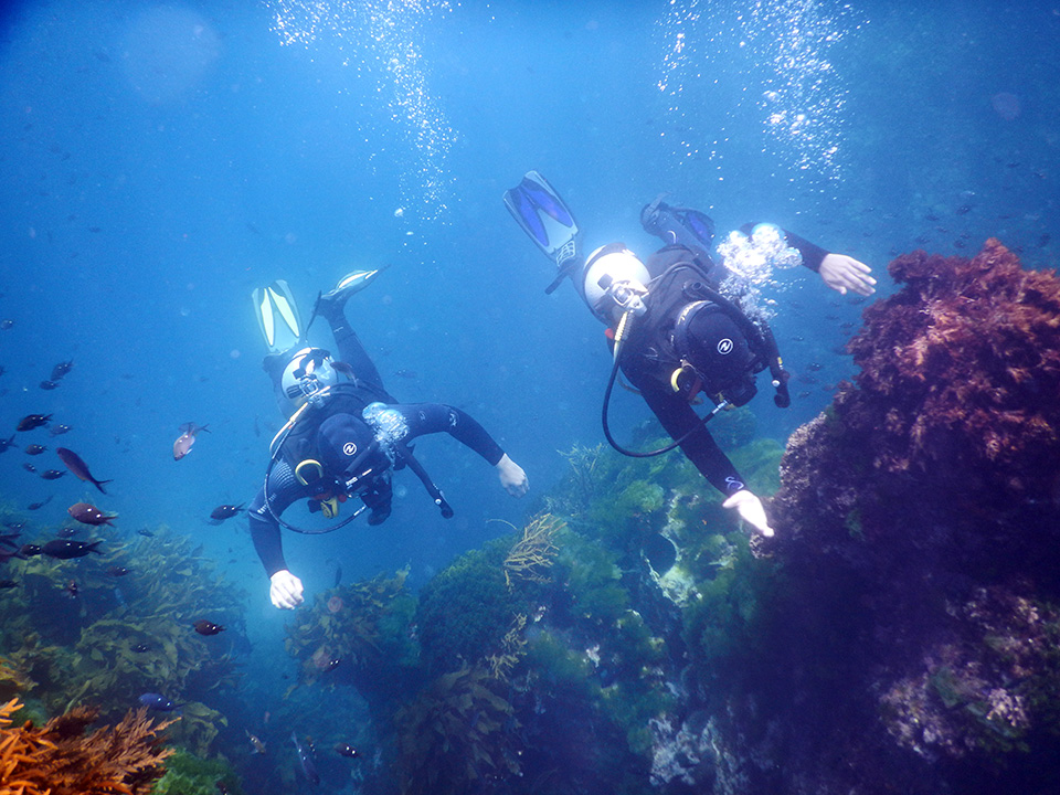 Divers, Poor Knights Islands