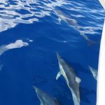 Dolphins on the way back from the Poor Knights Islands