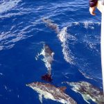 Dolphins on the way back from the Poor Knights Islands