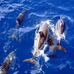 Dolphins on the way back from the Poor Knights Islands