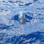 Dolphins on the way back from the Poor Knights Islands