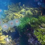 Chain salp, Poor Knights Islands