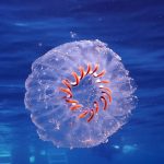Salp, Poor Knights Islands