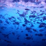 Fish and salp, Poor Knights Islands