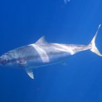 Kingfish, Poor Knights Islands