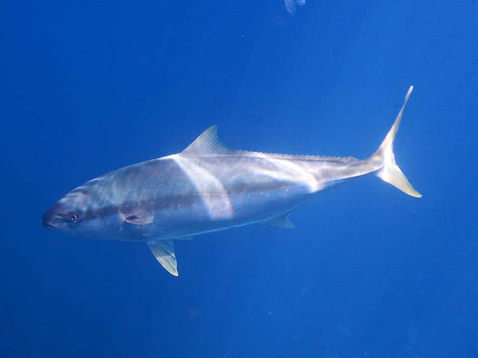 Kingfish, Poor Knights Islands