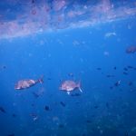 Snapper and salp, Poor Knights Islands